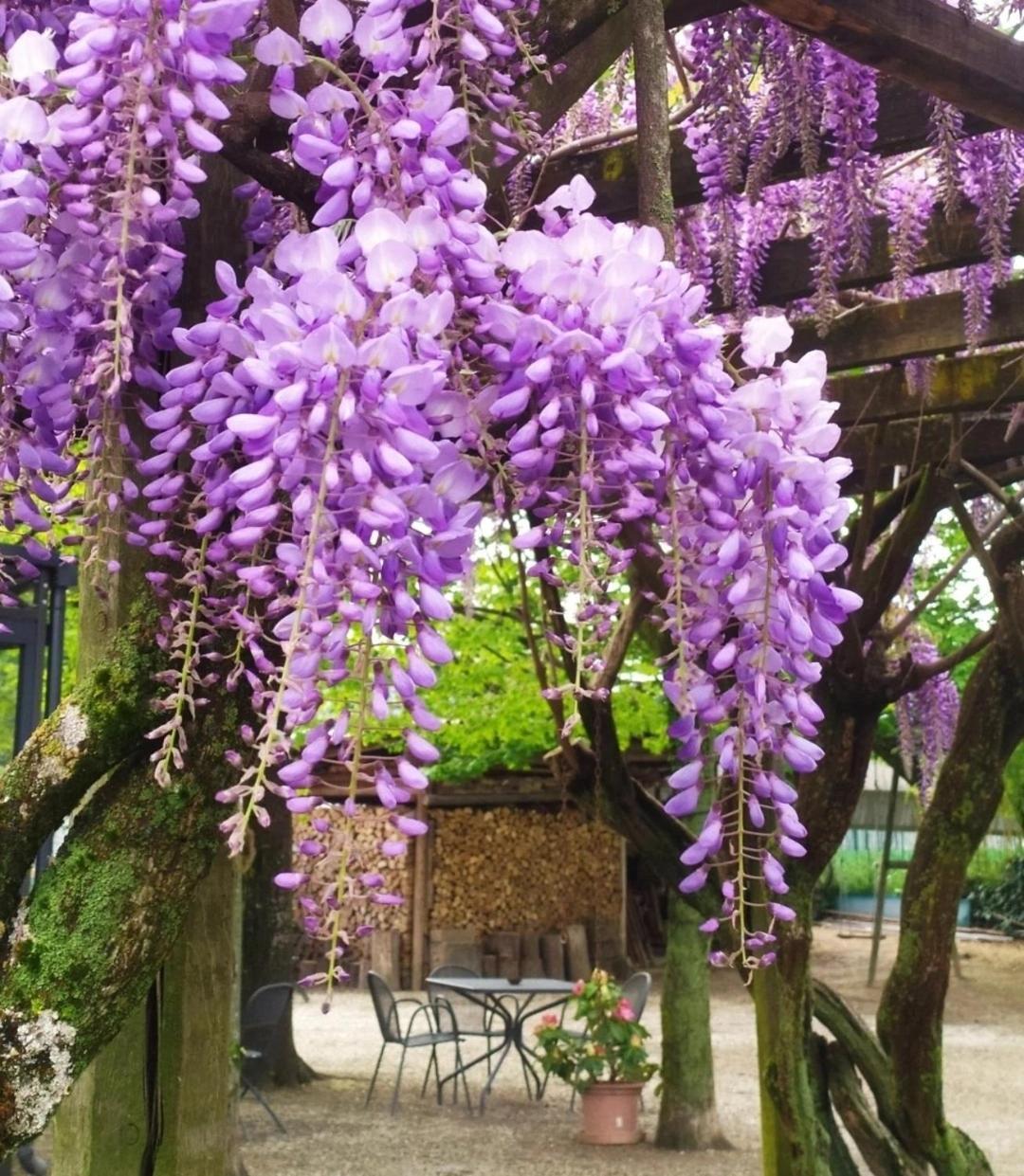Bed and Breakfast Il Germano Reale Alba  Esterno foto